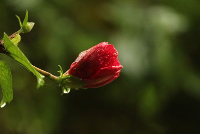 Close-up of red rose bud