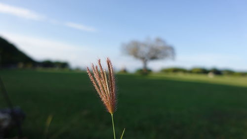 grass