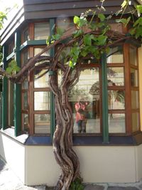 Close-up of tree against building