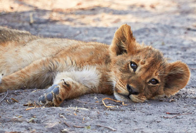 Cat lying on ground