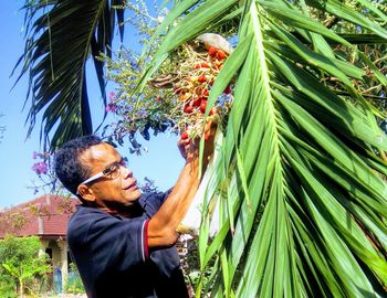 Side view of man harvesting arecas on tree