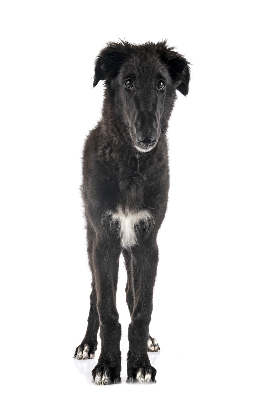 PORTRAIT OF BLACK DOG AGAINST WHITE BACKGROUND