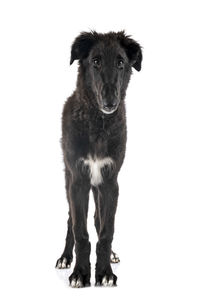 Portrait of dog standing against white background