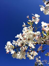 Low angle view of blooming tree