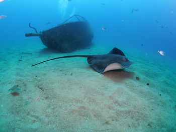 Close-up of a round stingray swimming in sea with wreck in background