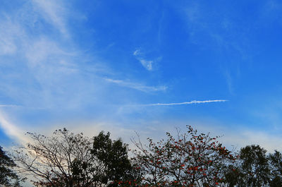 Low angle view of tree against blue sky