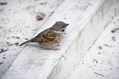 Close-up of bird perching on wall