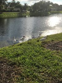 View of birds in lake