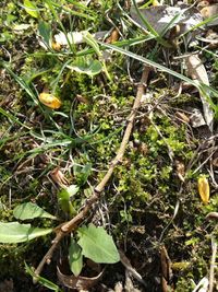 Close-up of fresh green plants