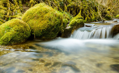 Scenic view of waterfall in forest