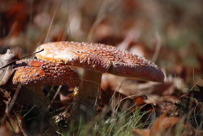 Close-up of mushrooms growing on field