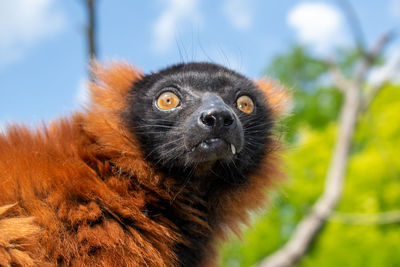 Close-up portrait of an animal