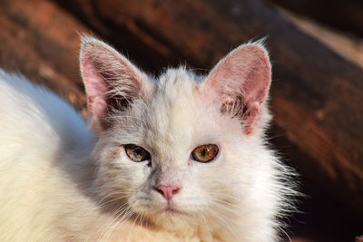 Close-up portrait of cat