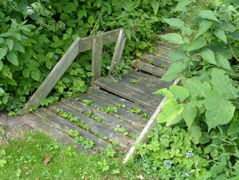 High angle view of plants