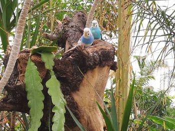 Close-up of bird perching on branch