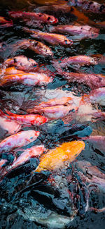 View of koi carps swimming in lake