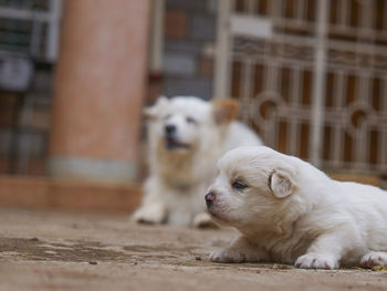 Close-up of puppy