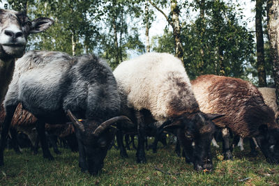 View of a sheep on field