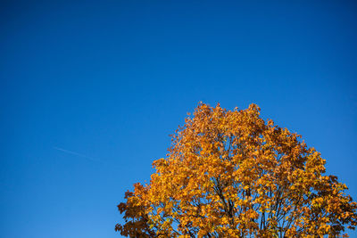 Low angle view of tree against clear blue sky during autumn
