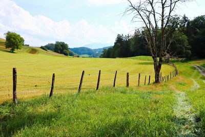 Scenic view of field against sky