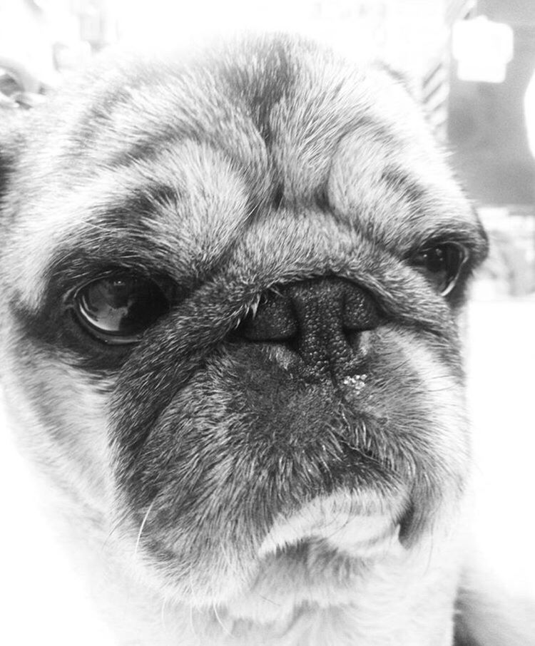 CLOSE-UP PORTRAIT OF DOG AT HOME