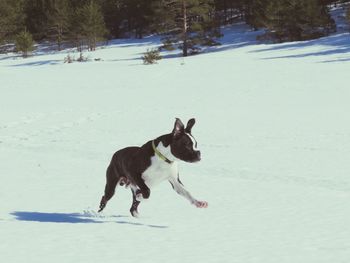 Dog running on snow covered field