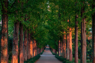 Road amidst trees in forest during autumn