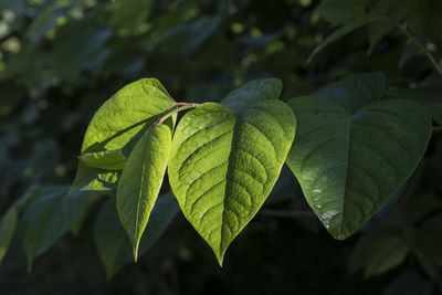 Close-up of green leaves