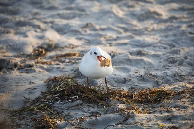 High angle view of seagull perching on land