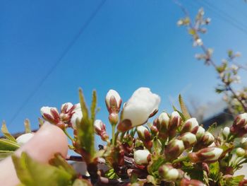 Close-up of white flowering plants against blue sky