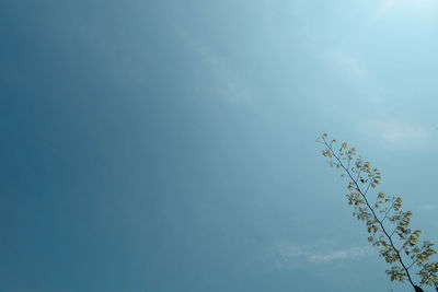 Low angle view of tree against blue sky