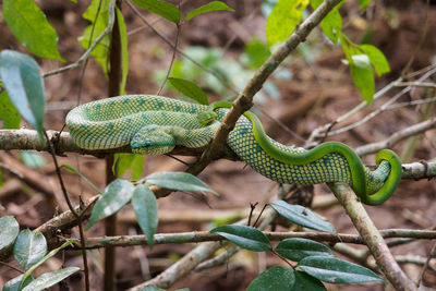 Close-up of green snakes on tree