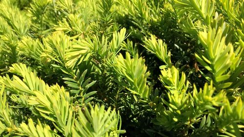 Close-up of fresh green plants