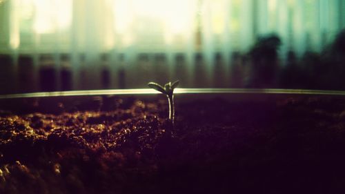 Close-up of plant against blurred background