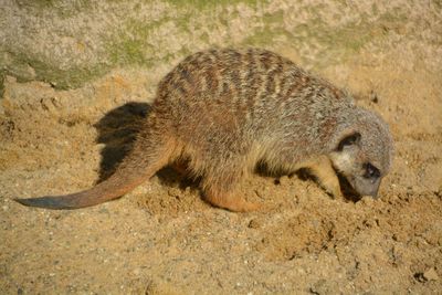 Meerkat foraging on sand