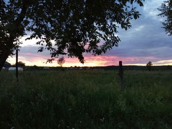 Silhouette tree on field against sky at sunset