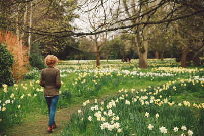 Rear view of woman walking amidst daffodils blooming on field