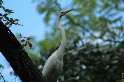 Low angle view of crane perching on tree in forest