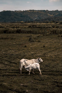 Cow standing in a field