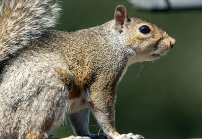 Close-up of squirrel