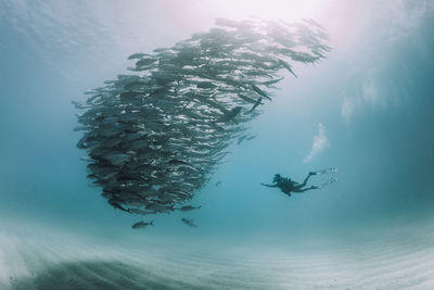 Low angle view woman swimming by fish in sea