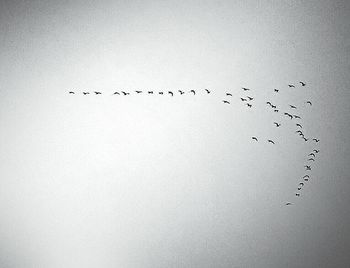 Low angle view of birds flying in sky