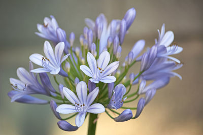 Close-up of purple flowering plant