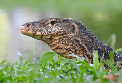 Close-up of monitor lizard on land