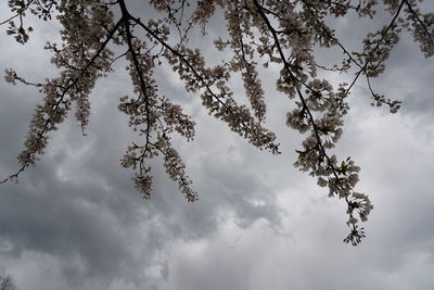 Low angle view of tree against sky