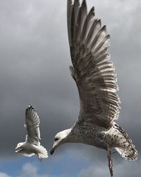 Low angle view of birds flying against clear sky