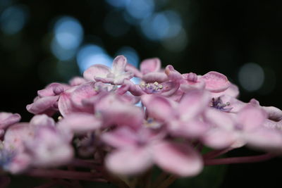 Close-up of pink flowers