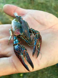 Cropped hand of person holding lobster