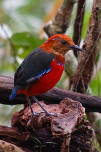 Close-up of bird perching on branch