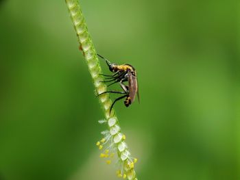 Close-up of insect on plant